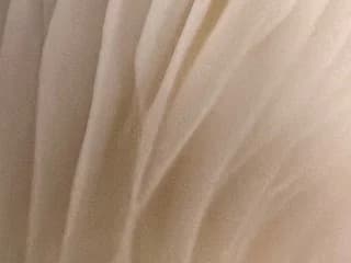 WebCAM de FunTimezzzzz